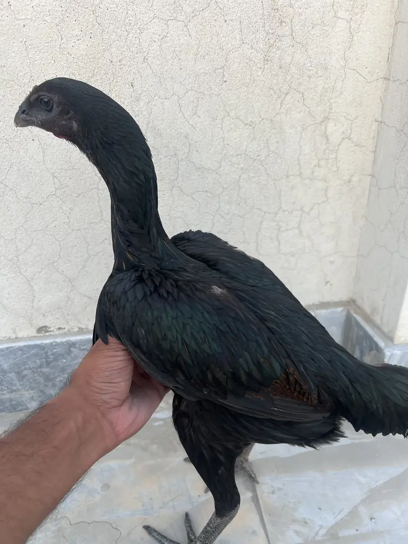 2 Black Dragon Hens — photo 4