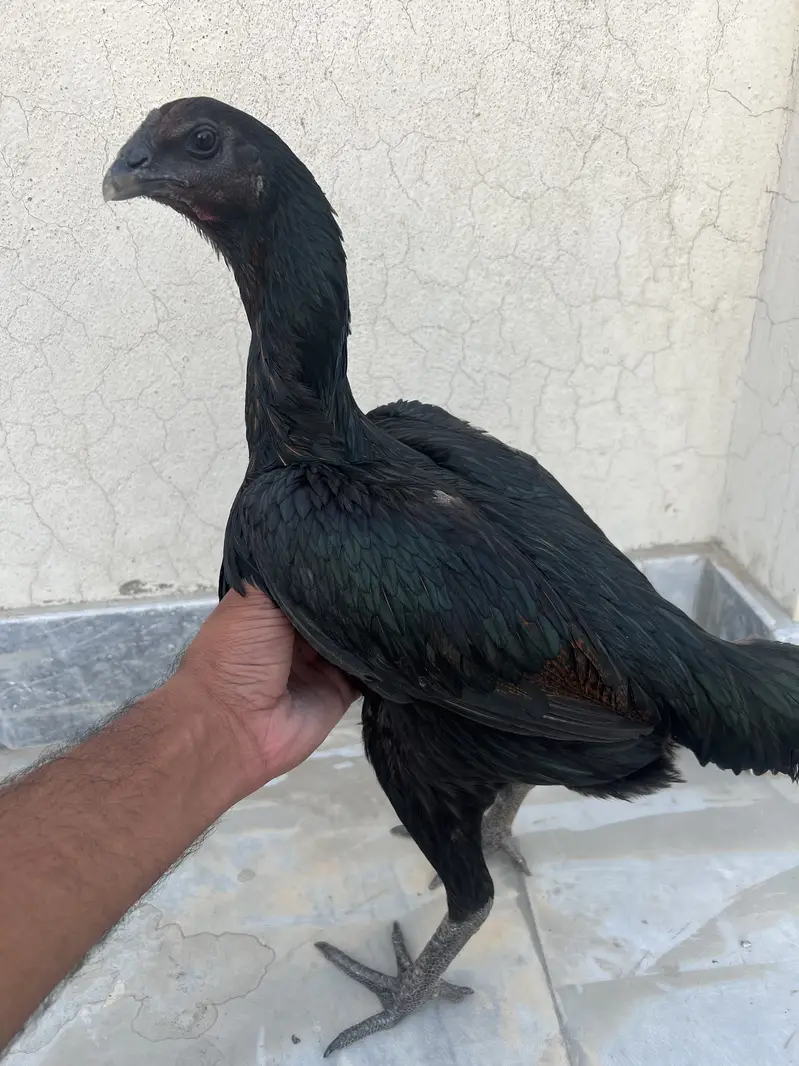 2 Black Dragon Hens — photo 5