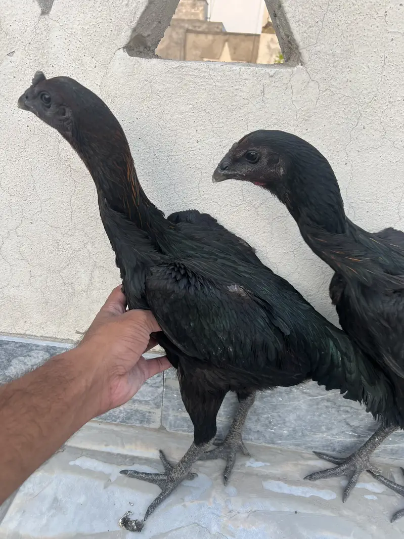 2 Black Dragon Hens — photo 6