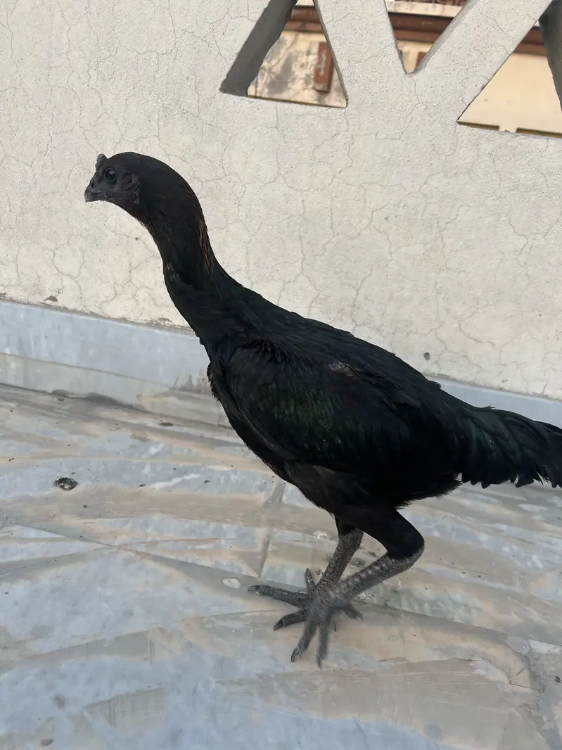 2 Black Dragon Hens — photo 7