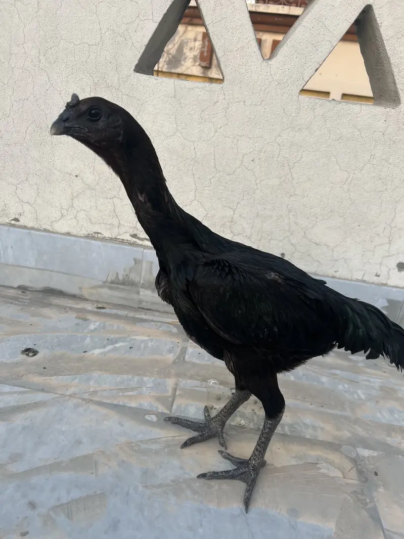 2 Black Dragon Hens — photo 8