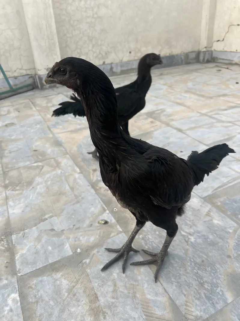2 Black Dragon Hens — photo 9