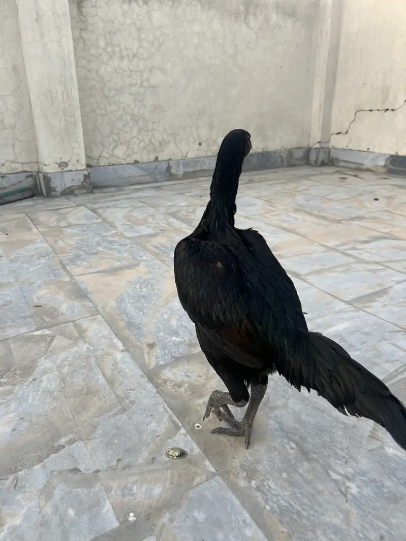 2 Black Dragon Hens — photo 10