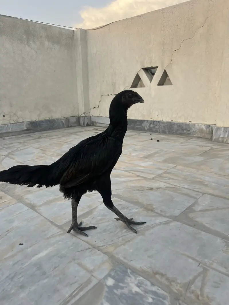 2 Black Dragon Hens — photo 11