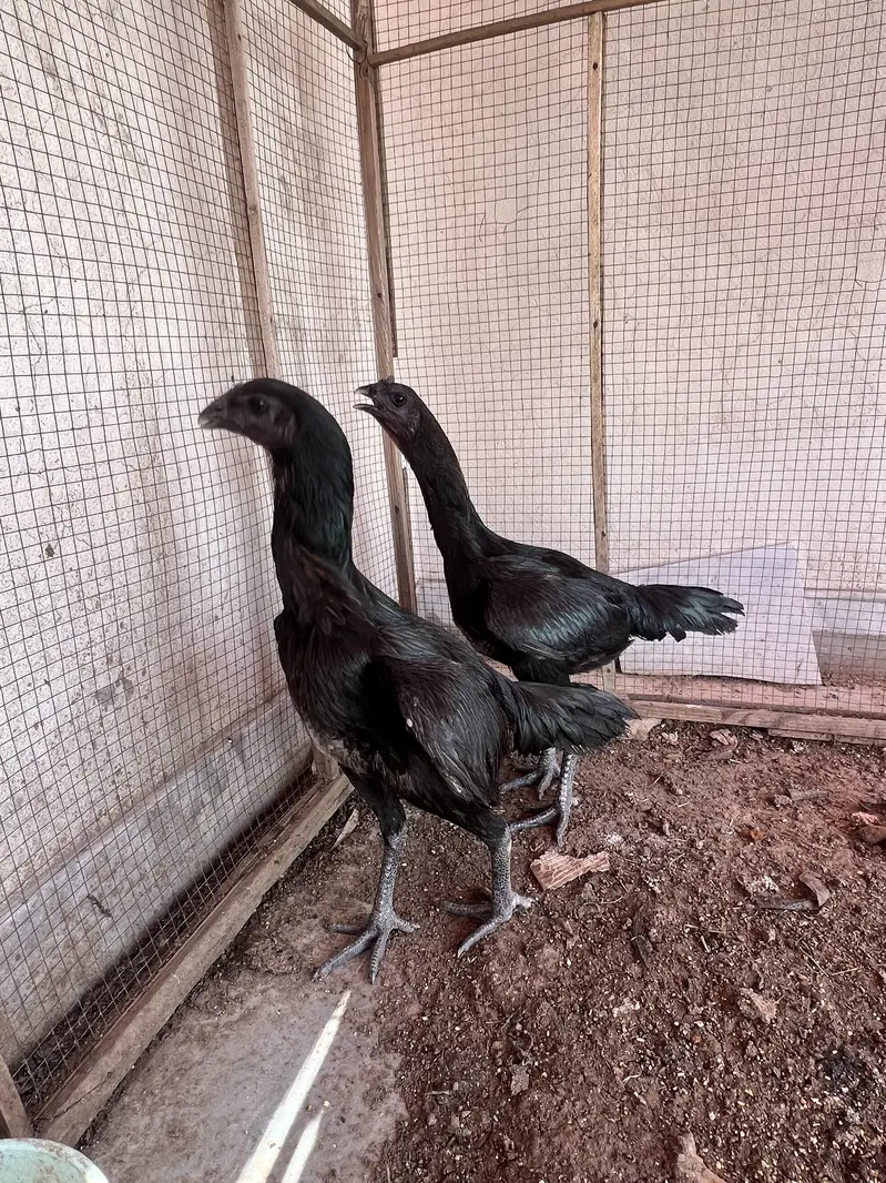 2 Black Dragon Hens — photo 12