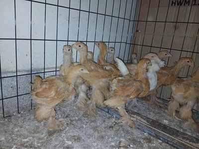 50 days Golden buff chick's