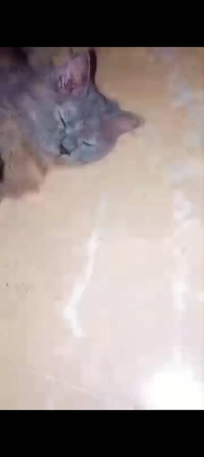 persian cat for sale gray color
