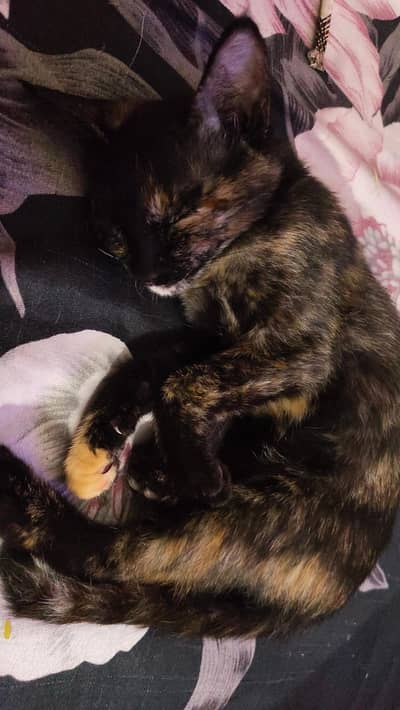 pair of cats