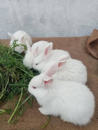 Rabbits Bunnies For Sale