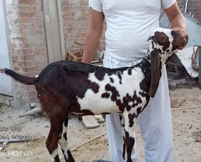 brand Bakra for sale age 5 | Desi Bakra | goat | beetal Bakra |