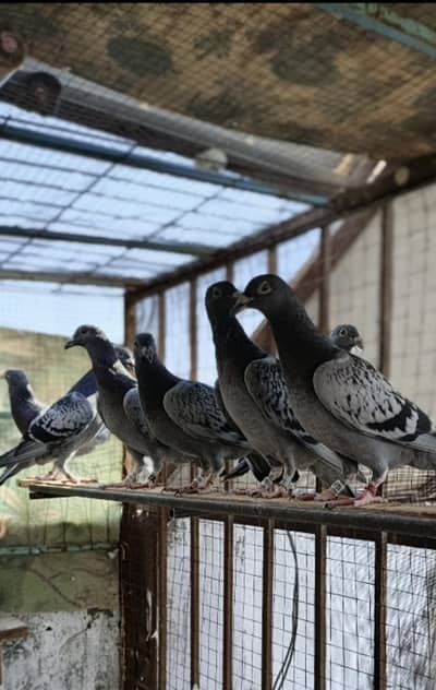 Blue bar pigeon and blue bar checkered pigeon pair