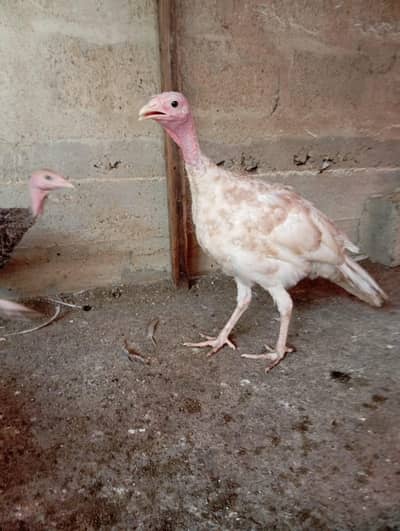 4 Month Vaccinated Imported Chicks | NDIB | Pite + Grey Color