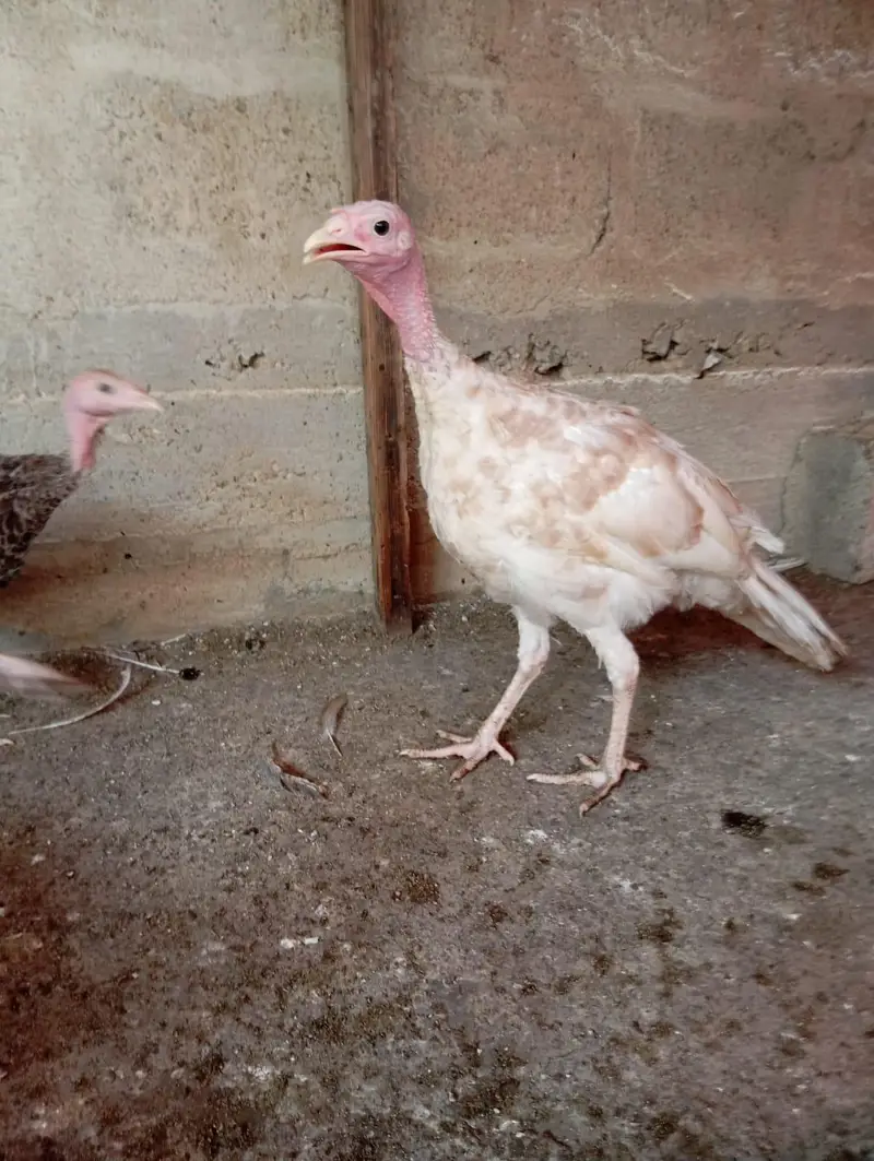 4 Month Vaccinated Imported Chicks | NDIB | Pite + Grey Color