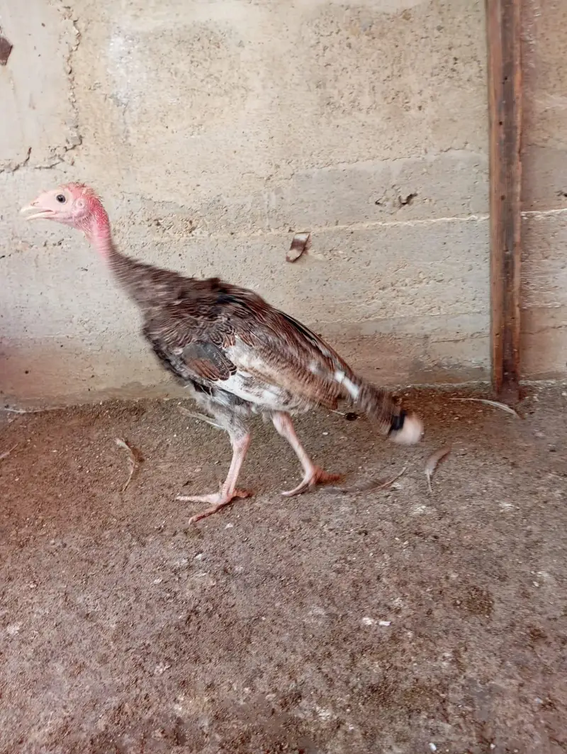 4 Month Vaccinated Imported Chicks | NDIB | Pite + Grey Color — photo 2