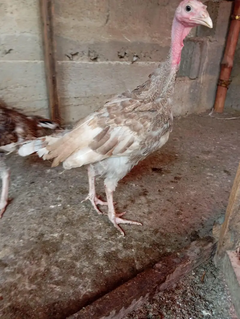 4 Month Vaccinated Imported Chicks | NDIB | Pite + Grey Color — photo 3