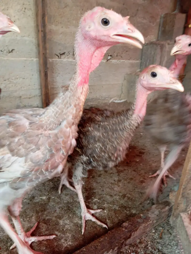 4 Month Vaccinated Imported Chicks | NDIB | Pite + Grey Color — photo 4