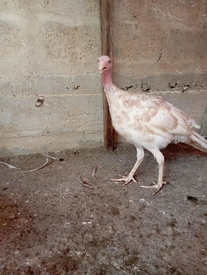 4 Month Vaccinated Imported Chicks | NDIB | Pite + Grey Color — photo 5