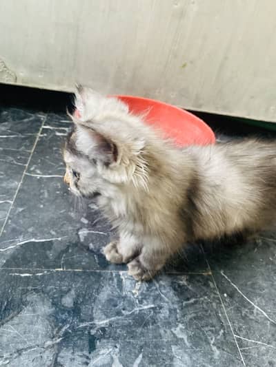 Male, female + 2 kittens