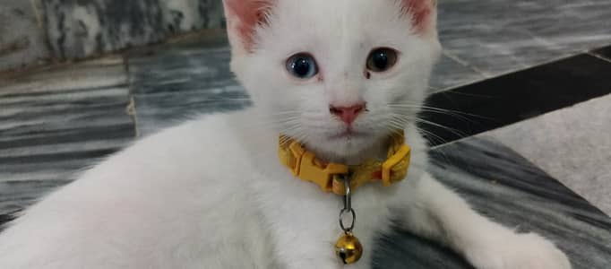White 3-Month-Old Kitten with Odd Eyes for Sale
