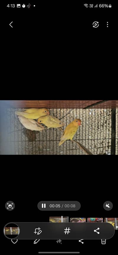 decino breeder pair with chick's