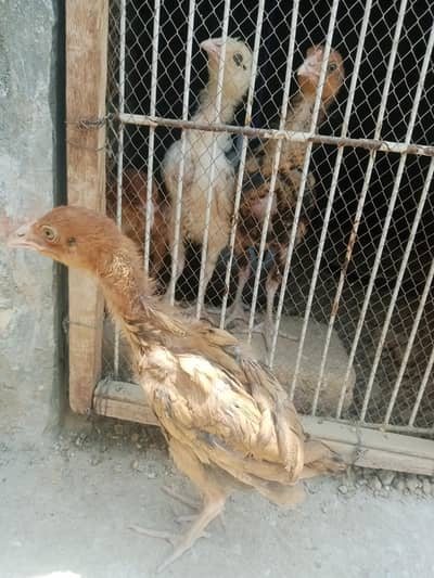 Aseel Chicks pair