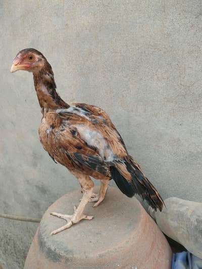 pathi for sale