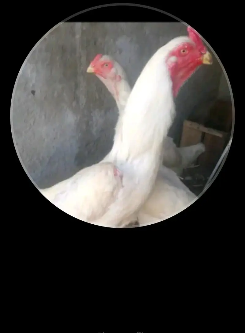 pur jermen. white o shamo. . coco shamo. black . shamo. chiks awailble. — photo 6