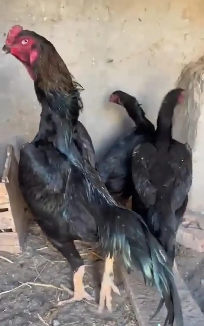 pur jermen. white o shamo. . coco shamo. black . shamo. chiks awailble. — photo 7