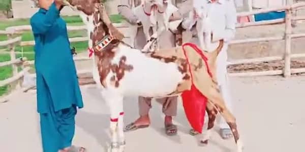 3 Bacchon Ka Sath Desi Bakri For Sale _ 03258956386