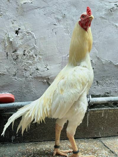 Heera Aseel murga for sale, watts app number # 0344.1407625