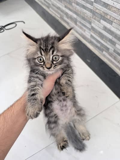 Persian Triple Coated Kittens