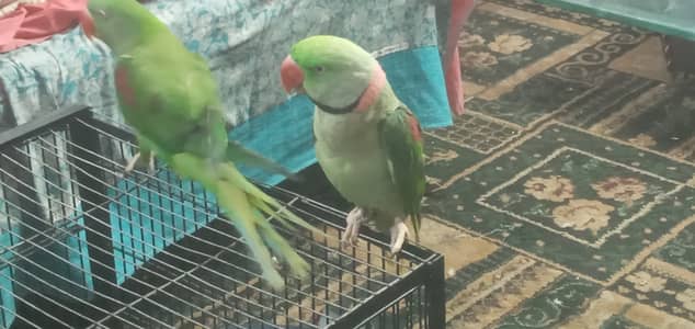 Kashmiri Raw Parrots Pair with cage.