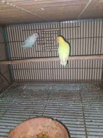 lovebird fir sale with breeding box