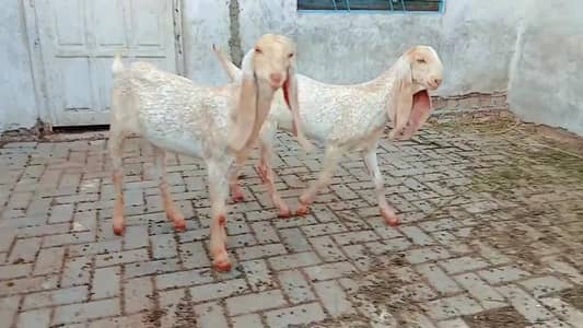 2 Makkhi chhina Bakre Urgent For Sale _ 03258956386