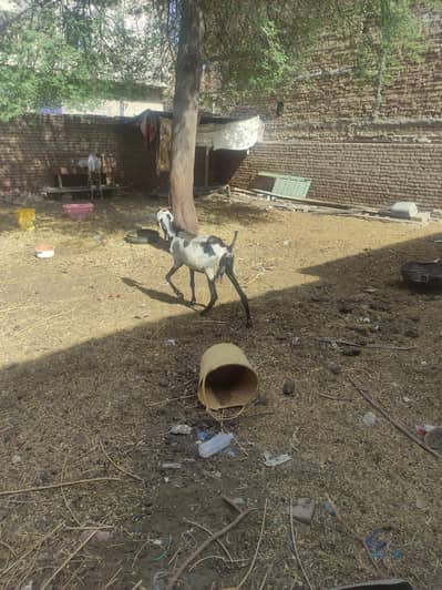 bakri