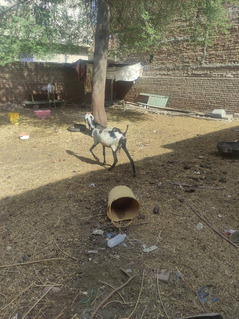 bakri 0
