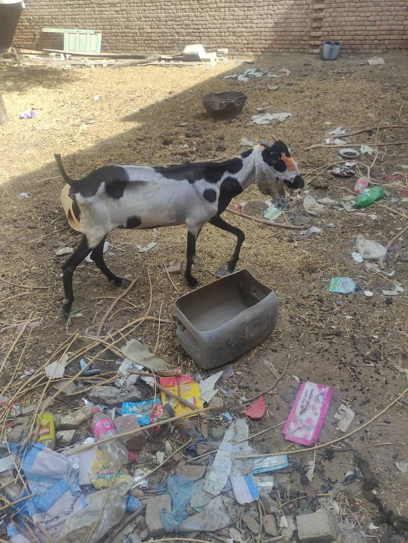 bakri 1