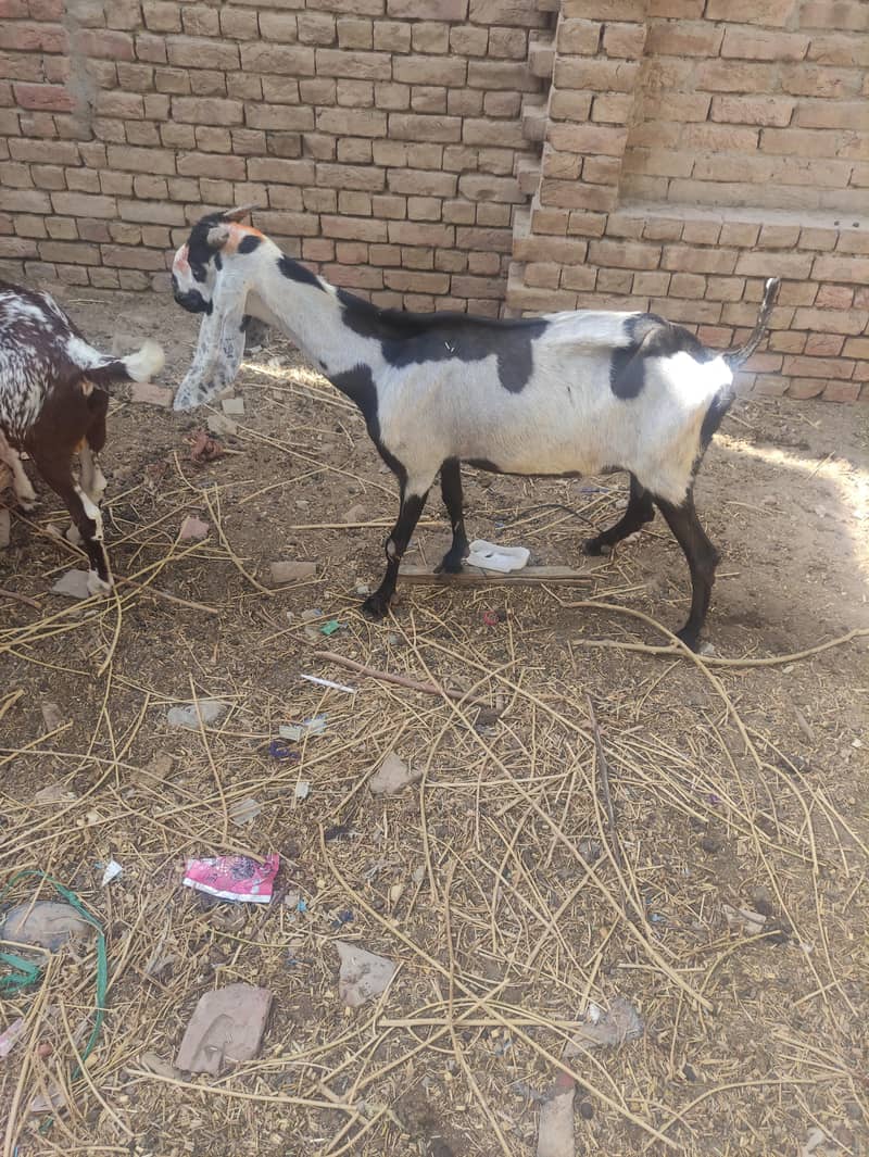 bakri 2