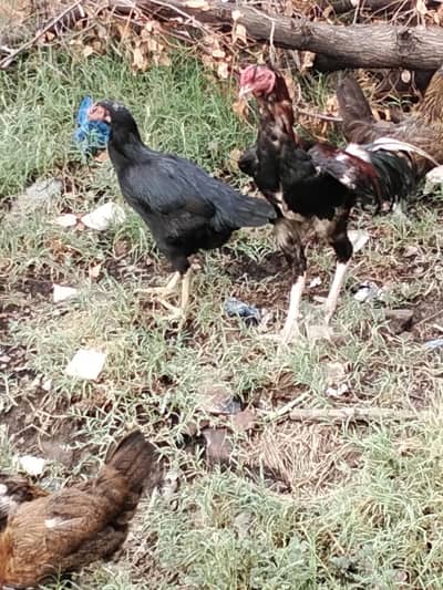 Aseel Murga + 2 Aseel Murgiyan For Sale Pure Aseel Pair with 2 Hens