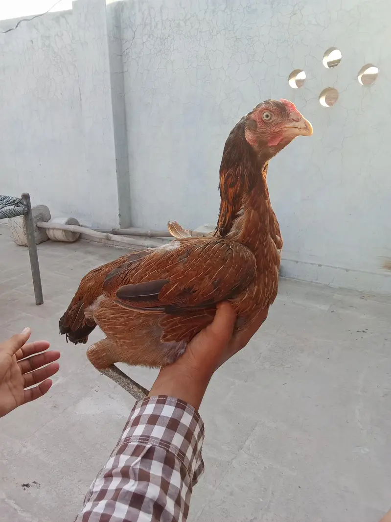 puare aseel hen ha gis bhai na lani ho rabta Kara