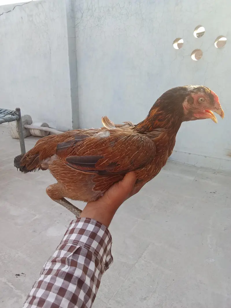 puare aseel hen ha gis bhai na lani ho rabta Kara — photo 2