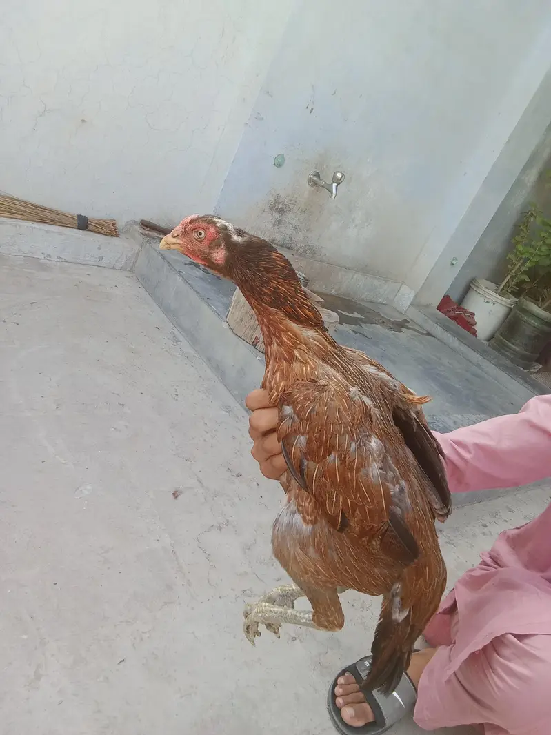 puare aseel hen ha gis bhai na lani ho rabta Kara — photo 3