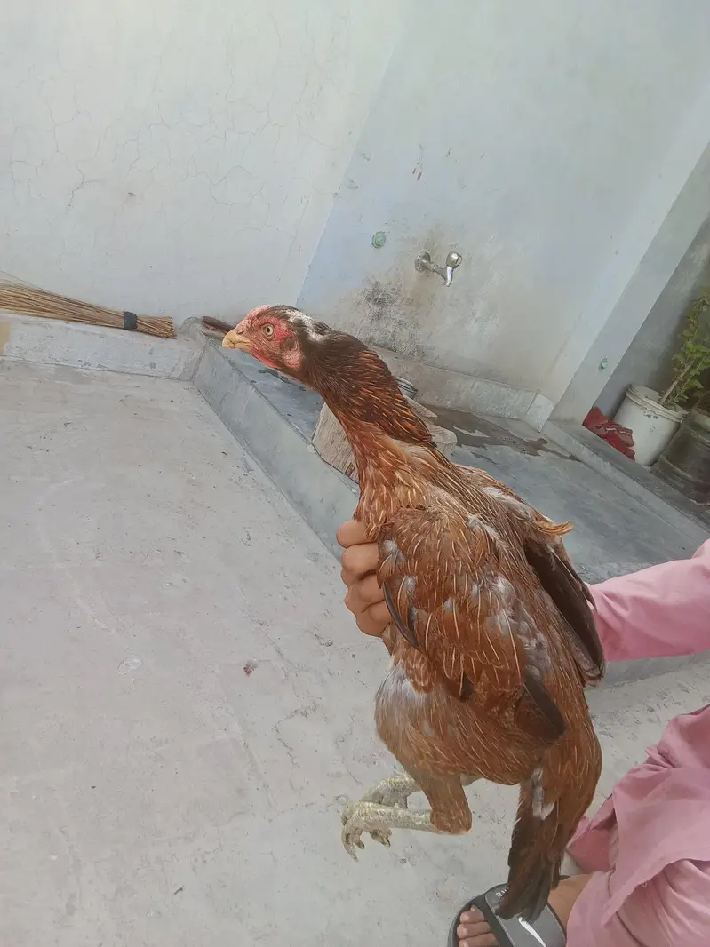 puare aseel hen ha gis bhai na lani ho rabta Kara — photo 4