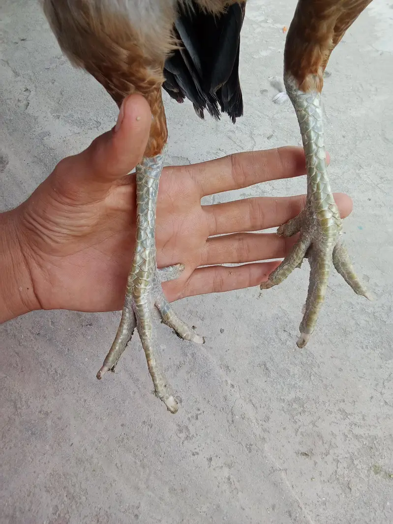 puare aseel hen ha gis bhai na lani ho rabta Kara — photo 5