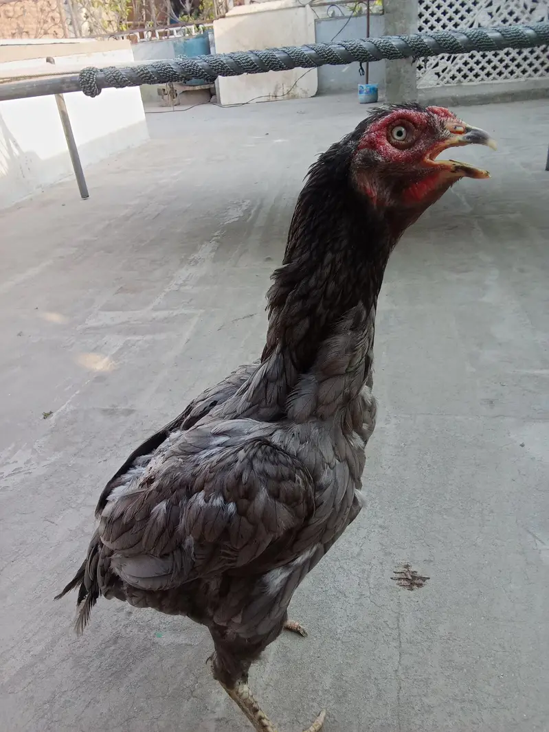 puare aseel hen ha gis bhai na lani ho rabta Kara — photo 6