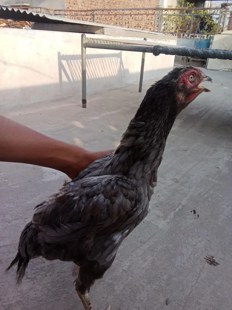 puare aseel hen ha gis bhai na lani ho rabta Kara — photo 7