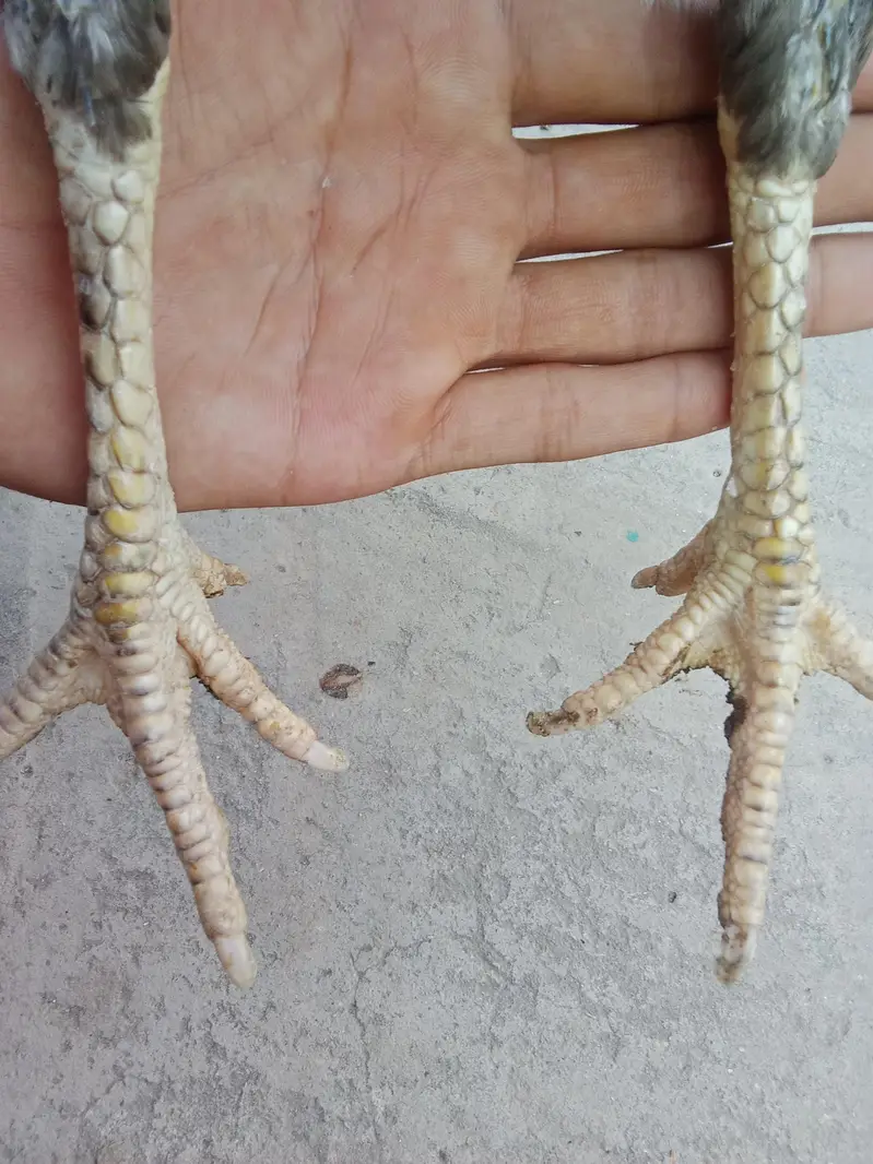 puare aseel hen ha gis bhai na lani ho rabta Kara — photo 8