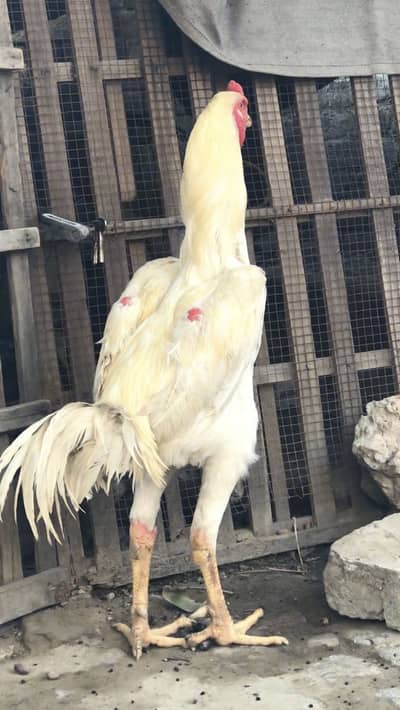 White Japanese Shamo male