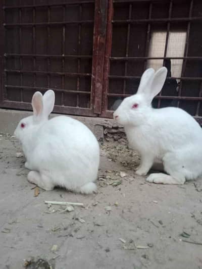 Male and female rabbits - babbies and adult rabbits