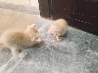 3 cats in just 6000